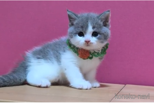 成約済の東京都のスコティッシュフォールド-100483の4枚目